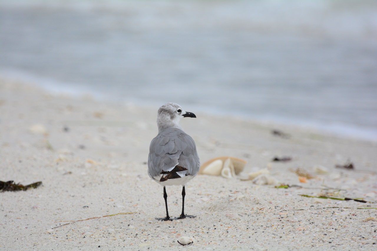 Leucophaeus atricilla